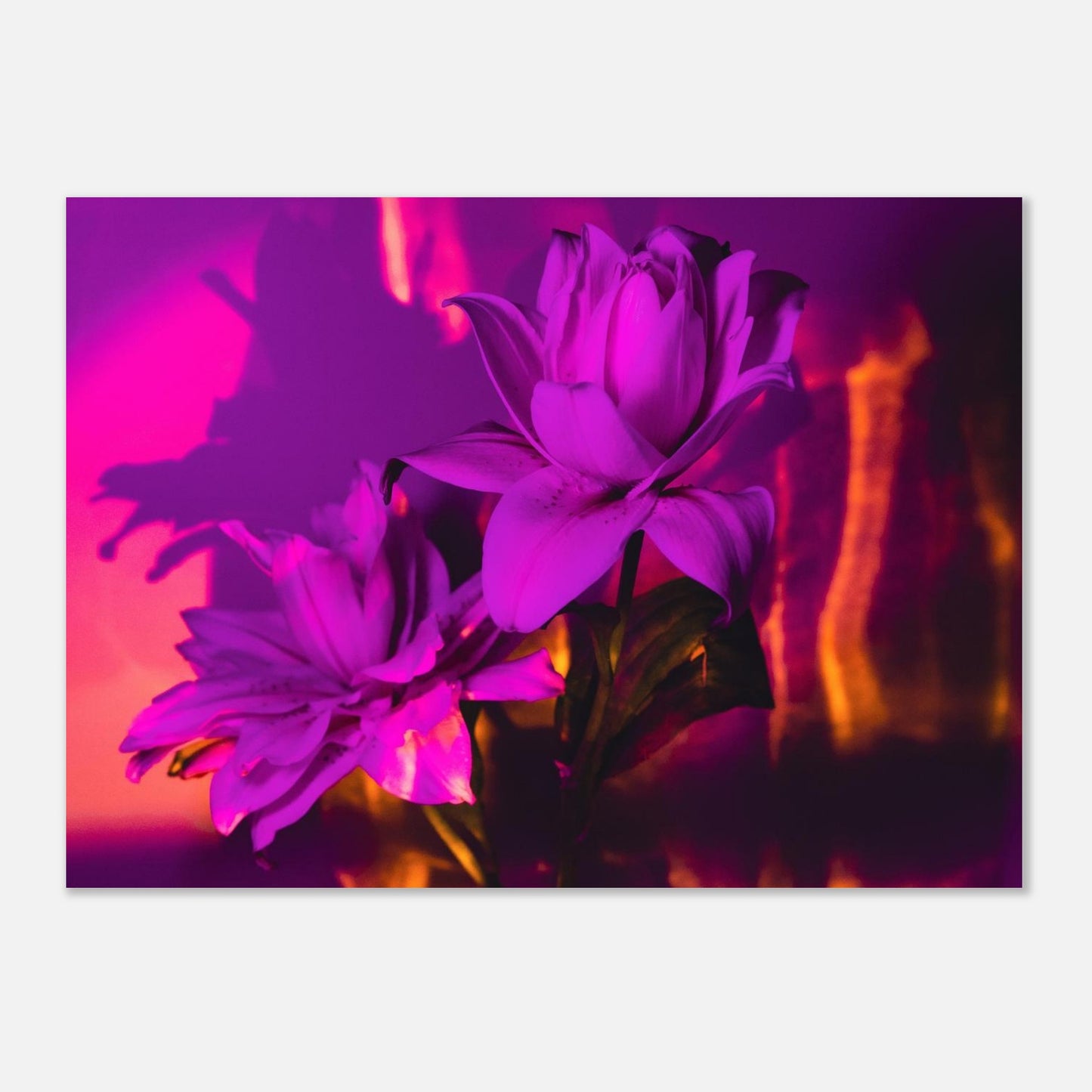 75469a29-0b01-46fb-944b-e957dac5b497