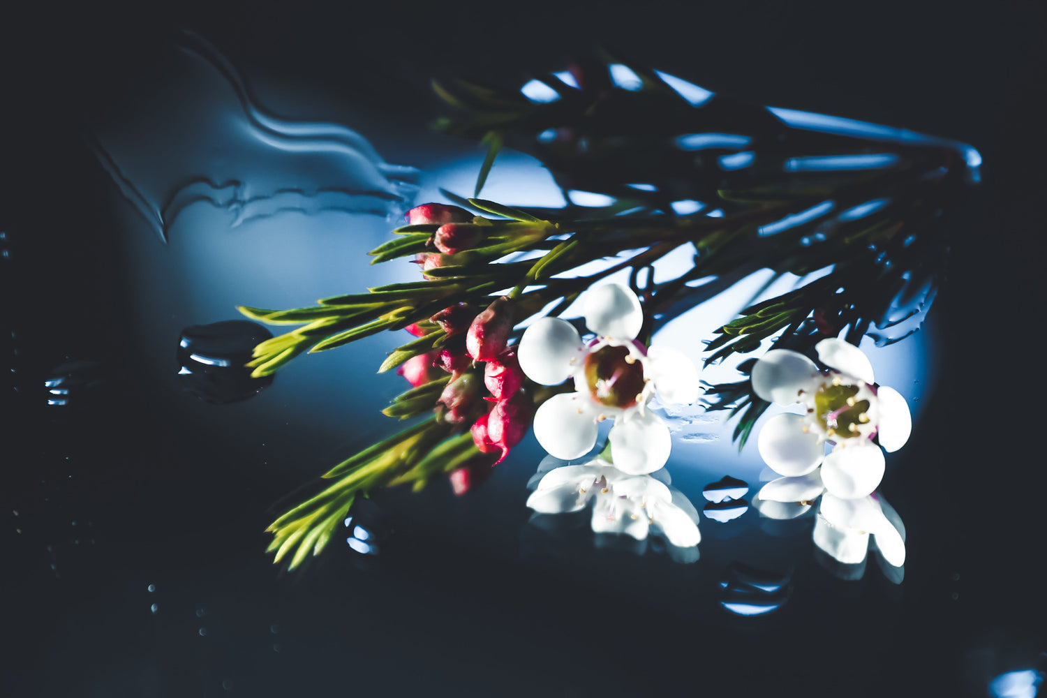 Photography Prints - COMING SOON