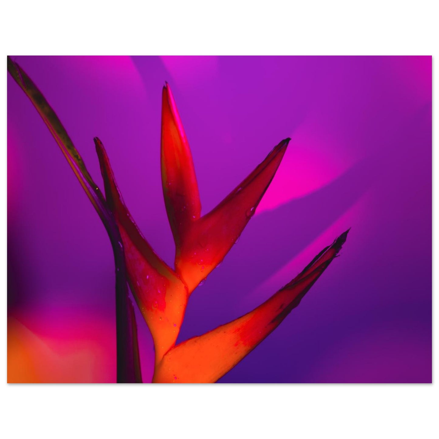 21722691-8248-4870-a264-eac61fdd3895