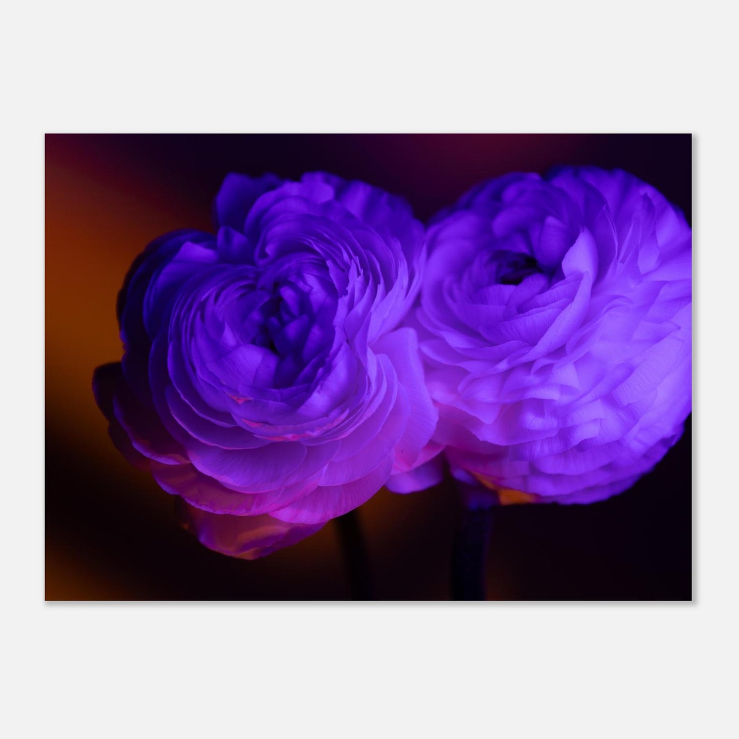 74eba2e6-6b58-457a-a660-ff7c76ba5eba